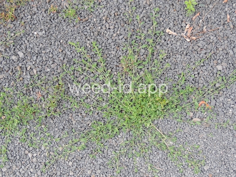 knotweed, prostrate